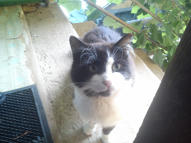 Simple, Free Image and File Hosting at MediaFire