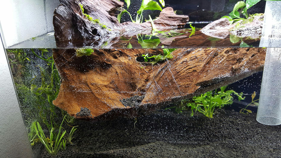 floating driftwood dillemma the