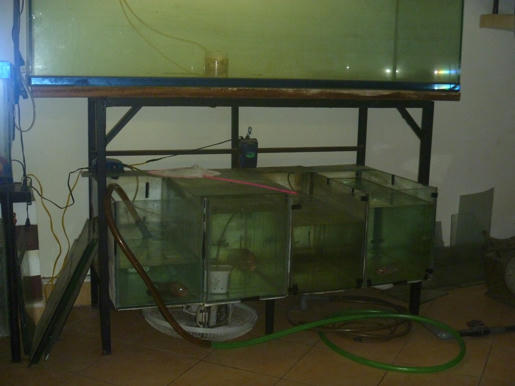 [Q3] - Thanh lý 2 dàn hồ và tặng 3 em mái kè - 3