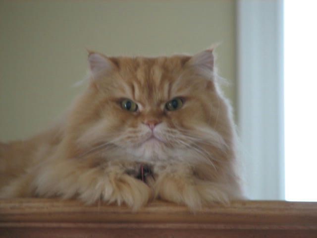 Crazy Cat