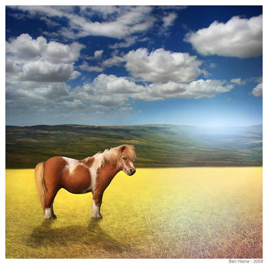pony in the grass