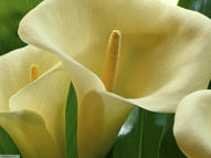 Unlimited Free Image and File Hosting at MediaFire