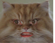 Crazy Cats