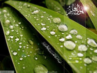 Unlimited Free Image and File Hosting at MediaFire