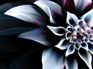 Unlimited Free Image and File Hosting at MediaFire