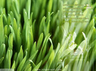 Unlimited Free Image and File Hosting at MediaFire