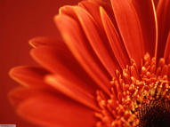 Unlimited Free Image and File Hosting at MediaFire