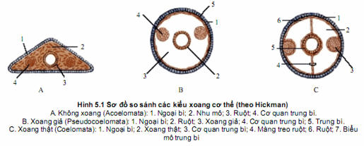 nematomorpha phylum class order family