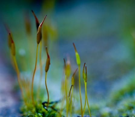 moss