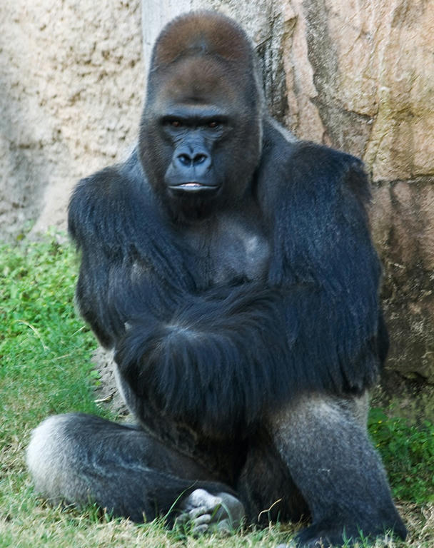 Lazy Gorilla