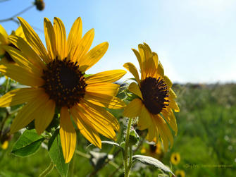 SunFlower Wallpaper Free Sunflower Wallpaper Unlimited Free Image and File Hosting at MediaFire