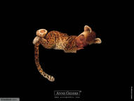 Unlimited Free Image and File Hosting at MediaFire