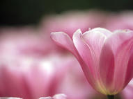 Unlimited Free Image and File Hosting at MediaFire