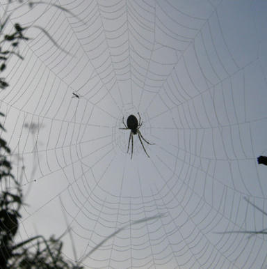 s&iacute;ť pavouk spider