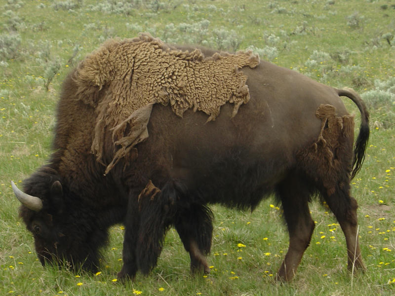 Buffalo
