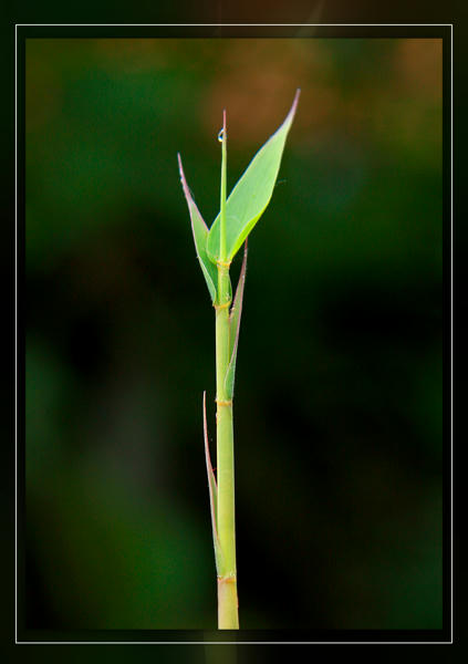 41761bd16eea062fa3ab3b4fd09d77110975b0a5fe2970a25eec5889d63af1385g.jpg