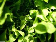 Unlimited Free Image and File Hosting at MediaFire