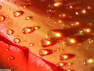 Unlimited Free Image and File Hosting at MediaFire