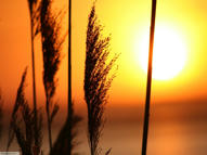 Unlimited Free Image and File Hosting at MediaFire