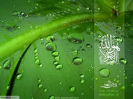 Unlimited Free Image and File Hosting at MediaFire