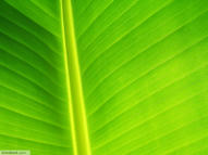 Unlimited Free Image and File Hosting at MediaFire