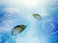 Unlimited Free Image and File Hosting at MediaFire