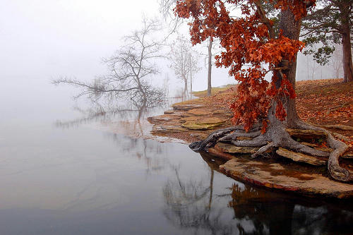 tree autumn fog