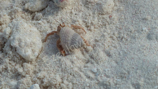 Los Roques