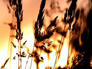 Unlimited Free Image and File Hosting at MediaFire