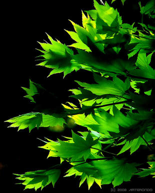 japonsk&yacute; javor japanese maple