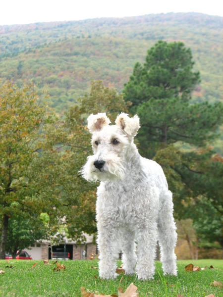 Wire Fox Terrier