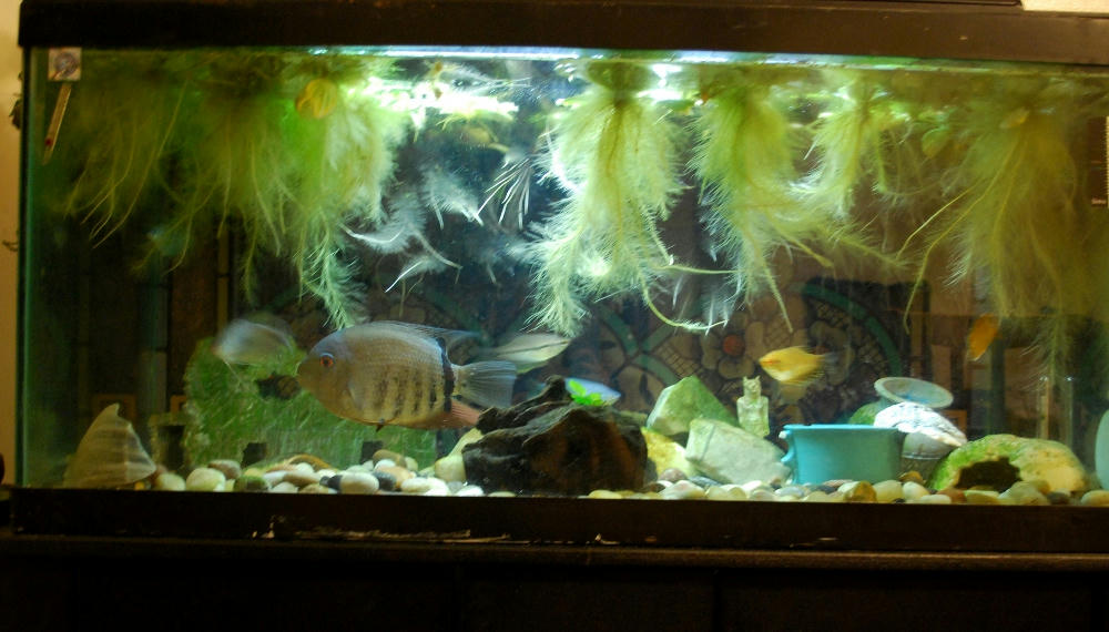 65 gallon tank stock and set up Cichlid Fish Forum
