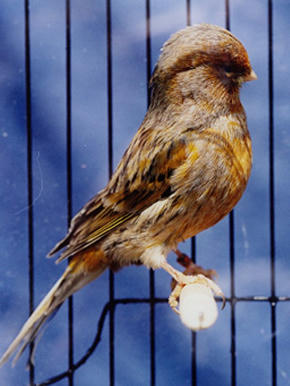 صورة