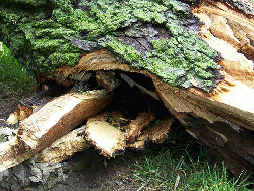 fallen limb oak