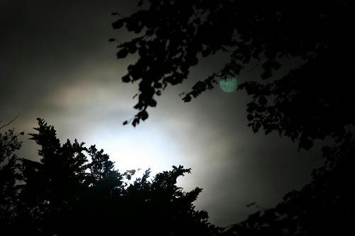 night trees