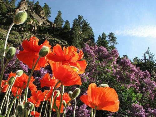 tulipány nizozemí jaro