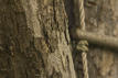 photo image of cimako 135mm lens on canon eos 550d