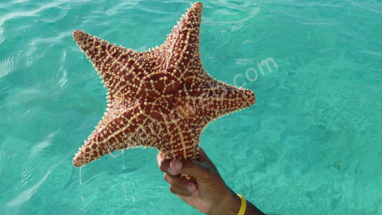 Los Roques