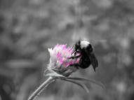 Unlimited Free Image and File Hosting at MediaFire