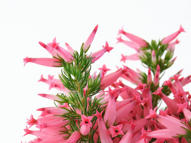 Unlimited Free Image and File Hosting at MediaFire