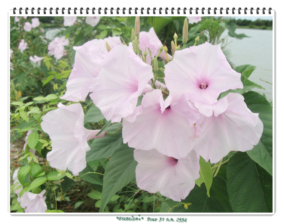 รูปภาพ
