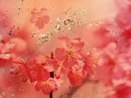 Unlimited Free Image and File Hosting at MediaFire