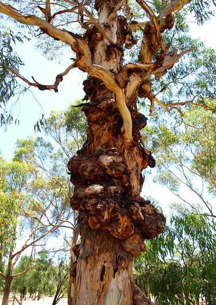 Gnarled Gumtree