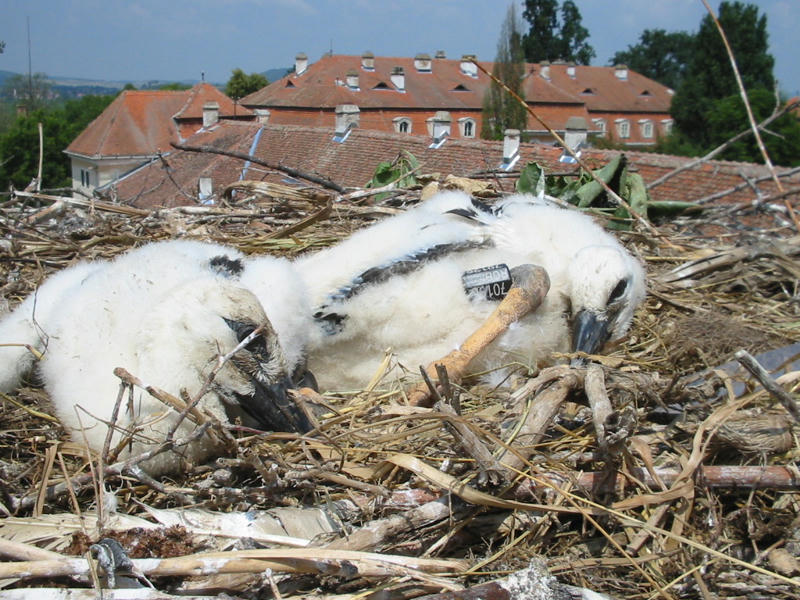 View from the nest2