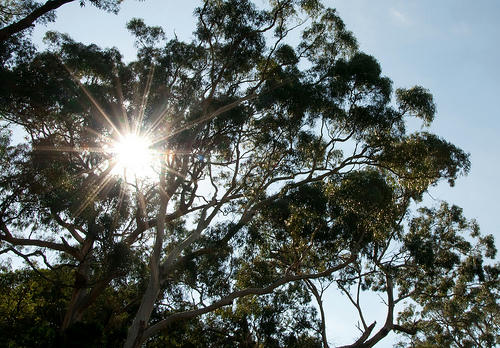 tree sun crown