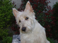 Scottish Terrier