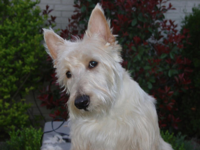 wheaten scottish terrier