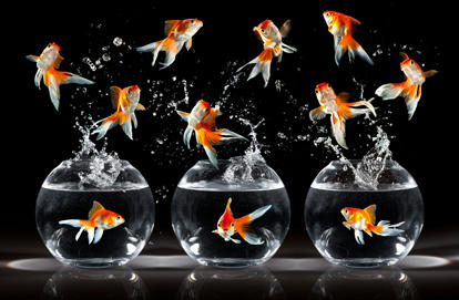 ماهی قرمز ( Gold Fish )