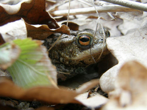 ropucha obecná