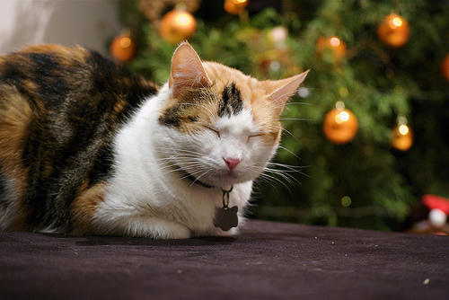 cat sleeping